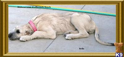 Irish Wolfhound Puppies for Sale